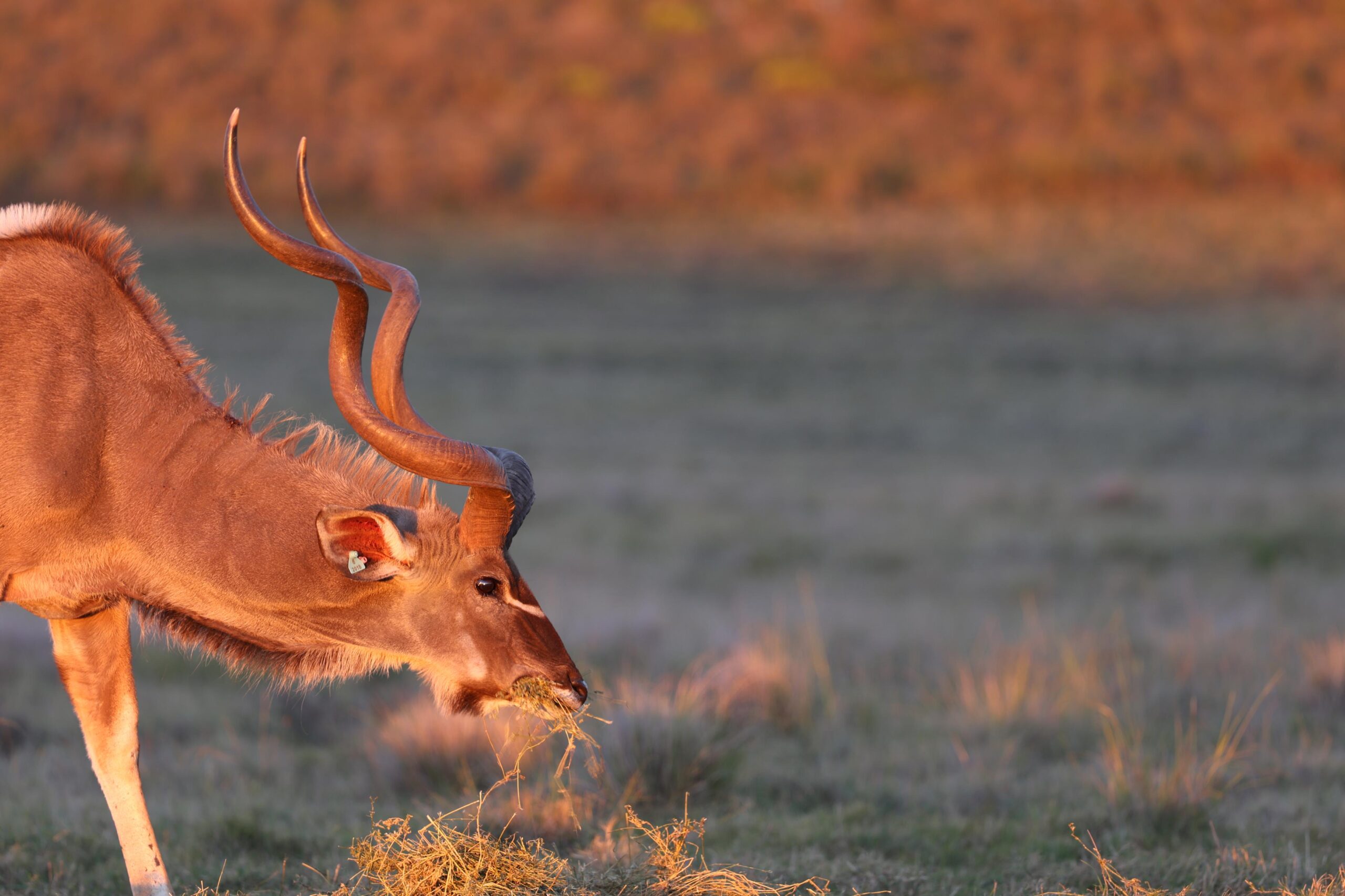 kudu 3