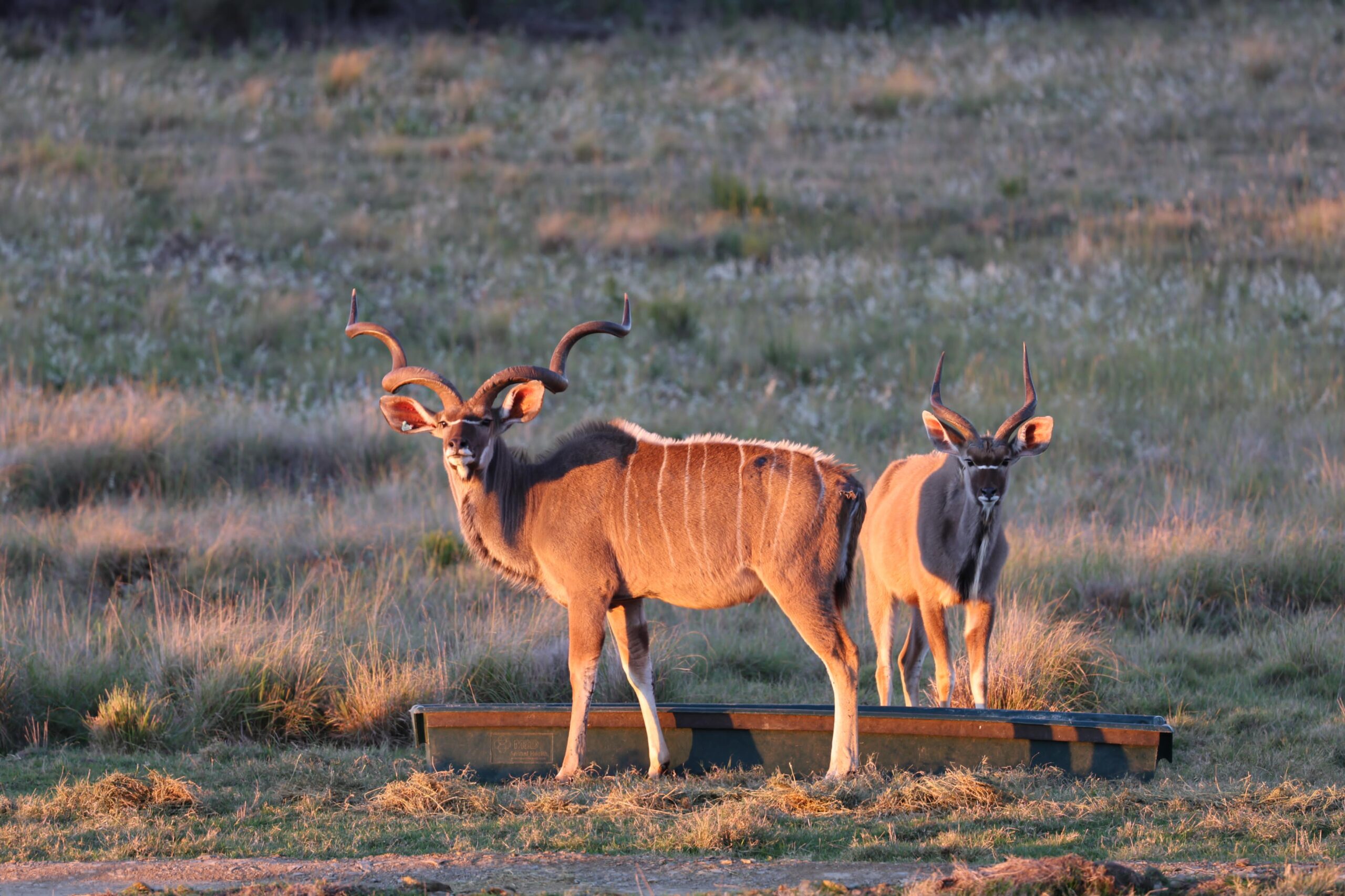 kudu 4