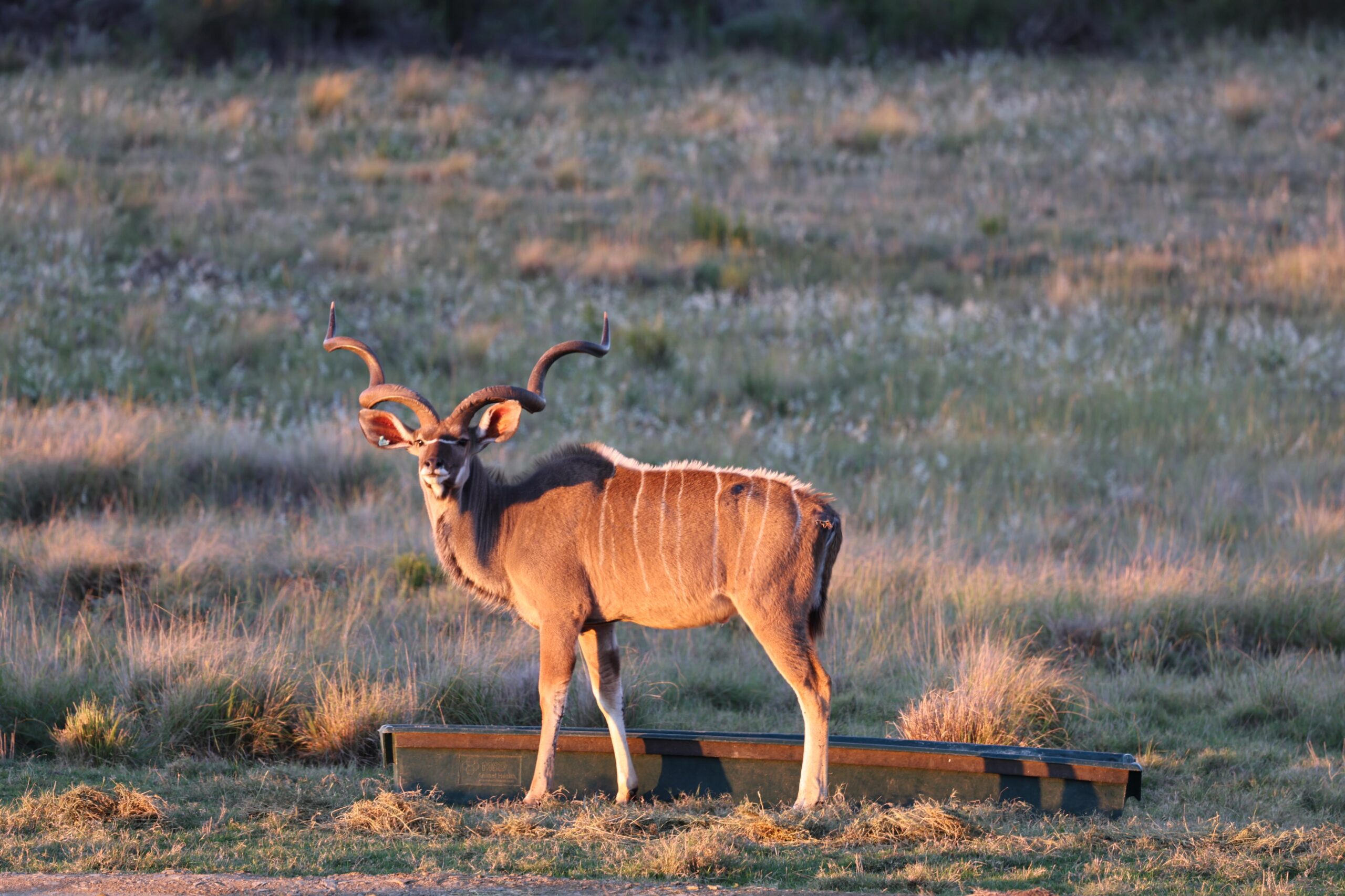 kudu 5