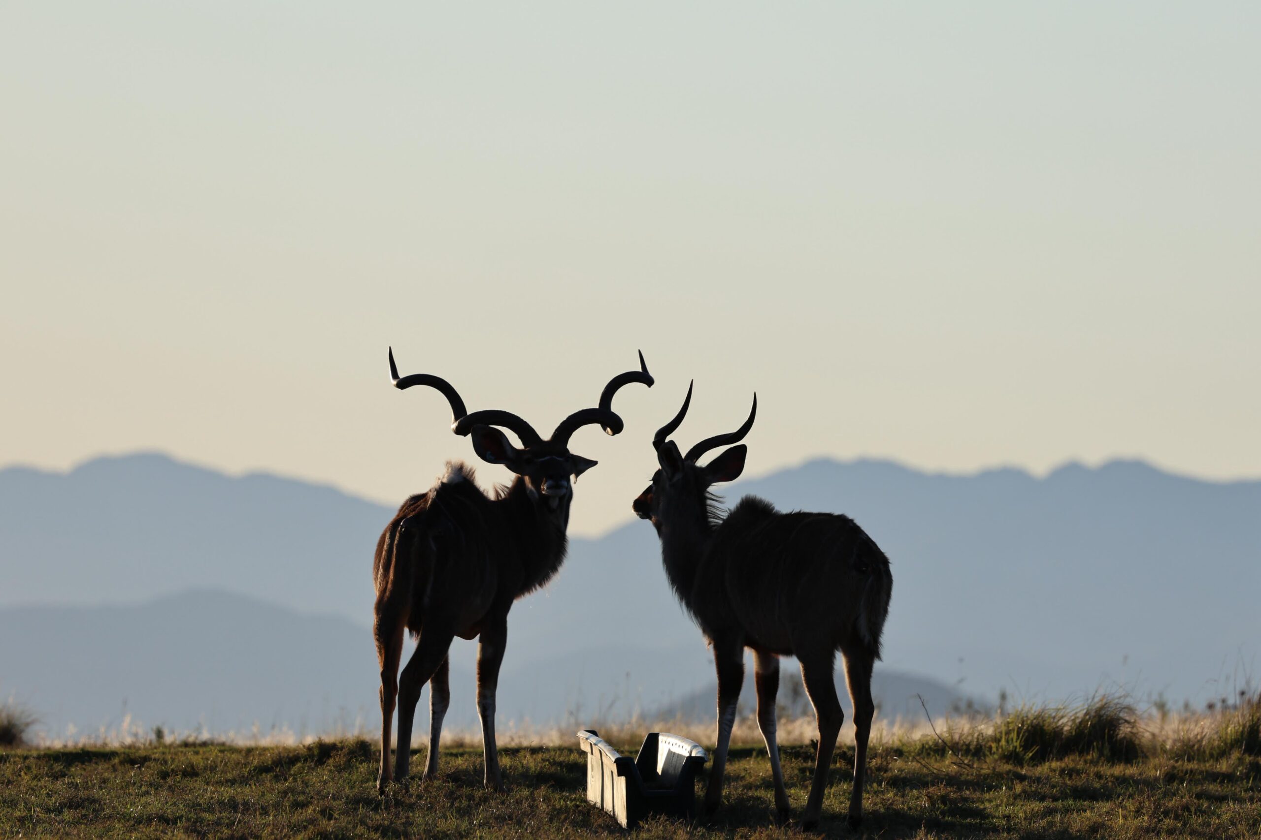 kudu 7