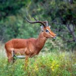 From Veld to Value: The Economics  of Wildlife Genetics