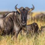 King Wildebeest: Breeding for Presence and Power