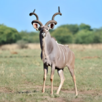 Conservation with Purpose: Why Ethical Breeding Matters