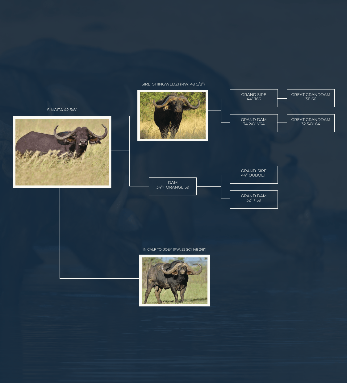 Singita