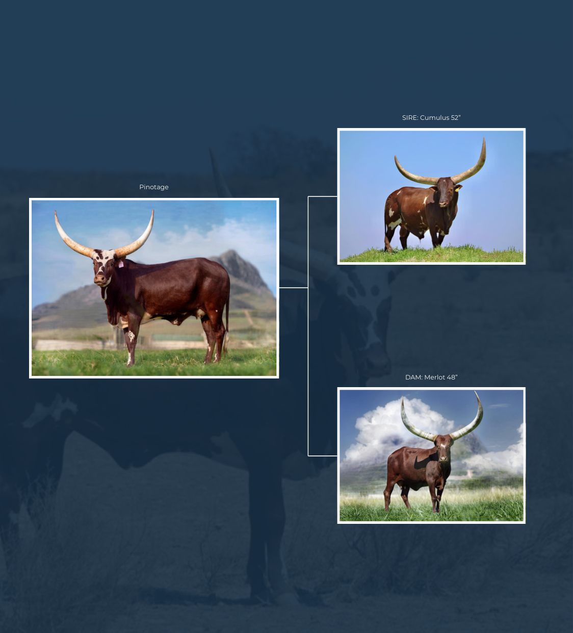 Pinotage