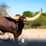 Goats Window Fortune 500 Legacy Lines Sets New South African Benchmark With R250,000 Optimus Prime Semen Sale